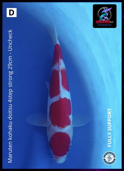 Lelang Koi Online, Jual Beli Ikan Koi, Pusat Jual Beli Koi, Info Lelang Koi Hari Ini, Platform Jual Beli Koi, Jual Beli Ikan Koi Online, Marketplace Ikan Koi, Jual Koi Terbaik, Tempat Beli Koi Berkualitas, Pasar Ikan Koi Online Terpercaya, Penjual Ikan Koi Terpercaya, Beli Koi Hias Online, Ikan Koi untuk Dijual, Koi Kualitas Terbaik, Toko Online Ikan Koi, Koi Hias Untuk Dijual, Jual Beli Ikan Koi Lokal, Koi Indonesia Online, Pusat Jual Beli Koi Terbesar