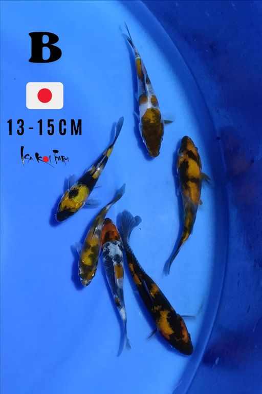 Lelang Koi Online, Jual Beli Ikan Koi, Pusat Jual Beli Koi, Info Lelang Koi Hari Ini, Platform Jual Beli Koi, Jual Beli Ikan Koi Online, Marketplace Ikan Koi, Jual Koi Terbaik, Tempat Beli Koi Berkualitas, Pasar Ikan Koi Online Terpercaya, Penjual Ikan Koi Terpercaya, Beli Koi Hias Online, Ikan Koi untuk Dijual, Koi Kualitas Terbaik, Toko Online Ikan Koi, Koi Hias Untuk Dijual, Jual Beli Ikan Koi Lokal, Koi Indonesia Online, Pusat Jual Beli Koi Terbesar