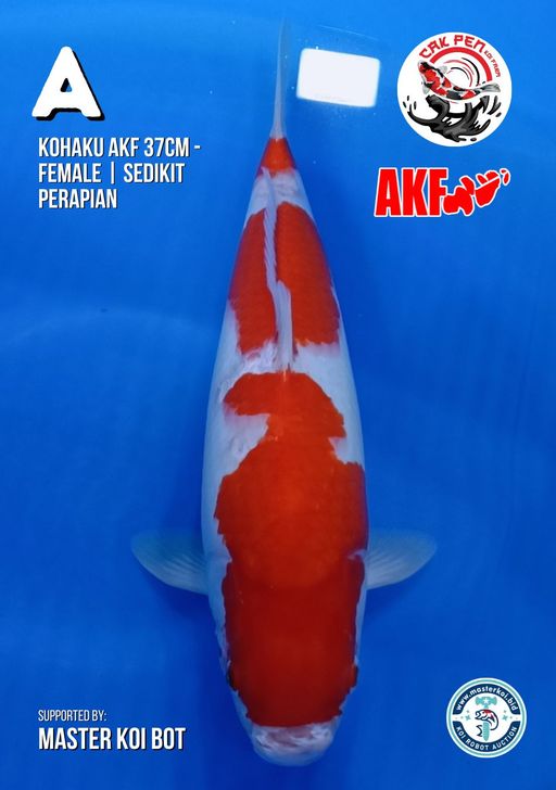 Lelang Koi Online, Jual Beli Ikan Koi, Pusat Jual Beli Koi, Info Lelang Koi Hari Ini, Platform Jual Beli Koi, Jual Beli Ikan Koi Online, Marketplace Ikan Koi, Jual Koi Terbaik, Tempat Beli Koi Berkualitas, Pasar Ikan Koi Online Terpercaya, Penjual Ikan Koi Terpercaya, Beli Koi Hias Online, Ikan Koi untuk Dijual, Koi Kualitas Terbaik, Toko Online Ikan Koi, Koi Hias Untuk Dijual, Jual Beli Ikan Koi Lokal, Koi Indonesia Online, Pusat Jual Beli Koi Terbesar