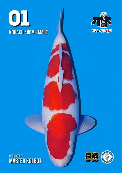 Lelang Koi Online, Jual Beli Ikan Koi, Pusat Jual Beli Koi, Info Lelang Koi Hari Ini, Platform Jual Beli Koi, Jual Beli Ikan Koi Online, Marketplace Ikan Koi, Jual Koi Terbaik, Tempat Beli Koi Berkualitas, Pasar Ikan Koi Online Terpercaya, Penjual Ikan Koi Terpercaya, Beli Koi Hias Online, Ikan Koi untuk Dijual, Koi Kualitas Terbaik, Toko Online Ikan Koi, Koi Hias Untuk Dijual, Jual Beli Ikan Koi Lokal, Koi Indonesia Online, Pusat Jual Beli Koi Terbesar