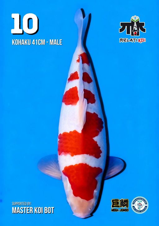 Lelang Koi Online, Jual Beli Ikan Koi, Pusat Jual Beli Koi, Info Lelang Koi Hari Ini, Platform Jual Beli Koi, Jual Beli Ikan Koi Online, Marketplace Ikan Koi, Jual Koi Terbaik, Tempat Beli Koi Berkualitas, Pasar Ikan Koi Online Terpercaya, Penjual Ikan Koi Terpercaya, Beli Koi Hias Online, Ikan Koi untuk Dijual, Koi Kualitas Terbaik, Toko Online Ikan Koi, Koi Hias Untuk Dijual, Jual Beli Ikan Koi Lokal, Koi Indonesia Online, Pusat Jual Beli Koi Terbesar