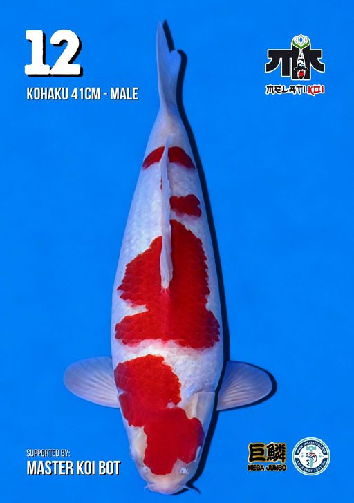 Lelang Koi Online, Jual Beli Ikan Koi, Pusat Jual Beli Koi, Info Lelang Koi Hari Ini, Platform Jual Beli Koi, Jual Beli Ikan Koi Online, Marketplace Ikan Koi, Jual Koi Terbaik, Tempat Beli Koi Berkualitas, Pasar Ikan Koi Online Terpercaya, Penjual Ikan Koi Terpercaya, Beli Koi Hias Online, Ikan Koi untuk Dijual, Koi Kualitas Terbaik, Toko Online Ikan Koi, Koi Hias Untuk Dijual, Jual Beli Ikan Koi Lokal, Koi Indonesia Online, Pusat Jual Beli Koi Terbesar