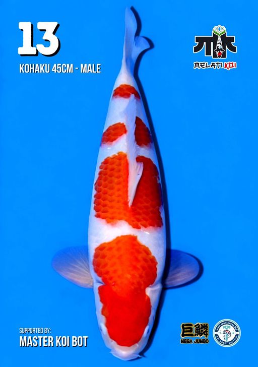 Lelang Koi Online, Jual Beli Ikan Koi, Pusat Jual Beli Koi, Info Lelang Koi Hari Ini, Platform Jual Beli Koi, Jual Beli Ikan Koi Online, Marketplace Ikan Koi, Jual Koi Terbaik, Tempat Beli Koi Berkualitas, Pasar Ikan Koi Online Terpercaya, Penjual Ikan Koi Terpercaya, Beli Koi Hias Online, Ikan Koi untuk Dijual, Koi Kualitas Terbaik, Toko Online Ikan Koi, Koi Hias Untuk Dijual, Jual Beli Ikan Koi Lokal, Koi Indonesia Online, Pusat Jual Beli Koi Terbesar