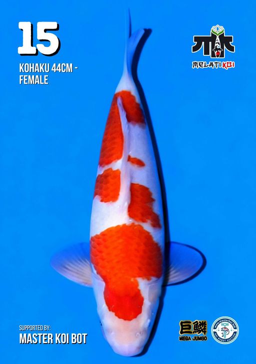 Lelang Koi Online, Jual Beli Ikan Koi, Pusat Jual Beli Koi, Info Lelang Koi Hari Ini, Platform Jual Beli Koi, Jual Beli Ikan Koi Online, Marketplace Ikan Koi, Jual Koi Terbaik, Tempat Beli Koi Berkualitas, Pasar Ikan Koi Online Terpercaya, Penjual Ikan Koi Terpercaya, Beli Koi Hias Online, Ikan Koi untuk Dijual, Koi Kualitas Terbaik, Toko Online Ikan Koi, Koi Hias Untuk Dijual, Jual Beli Ikan Koi Lokal, Koi Indonesia Online, Pusat Jual Beli Koi Terbesar