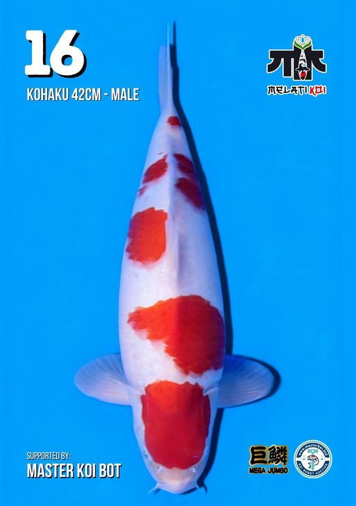 Lelang Koi Online, Jual Beli Ikan Koi, Pusat Jual Beli Koi, Info Lelang Koi Hari Ini, Platform Jual Beli Koi, Jual Beli Ikan Koi Online, Marketplace Ikan Koi, Jual Koi Terbaik, Tempat Beli Koi Berkualitas, Pasar Ikan Koi Online Terpercaya, Penjual Ikan Koi Terpercaya, Beli Koi Hias Online, Ikan Koi untuk Dijual, Koi Kualitas Terbaik, Toko Online Ikan Koi, Koi Hias Untuk Dijual, Jual Beli Ikan Koi Lokal, Koi Indonesia Online, Pusat Jual Beli Koi Terbesar
