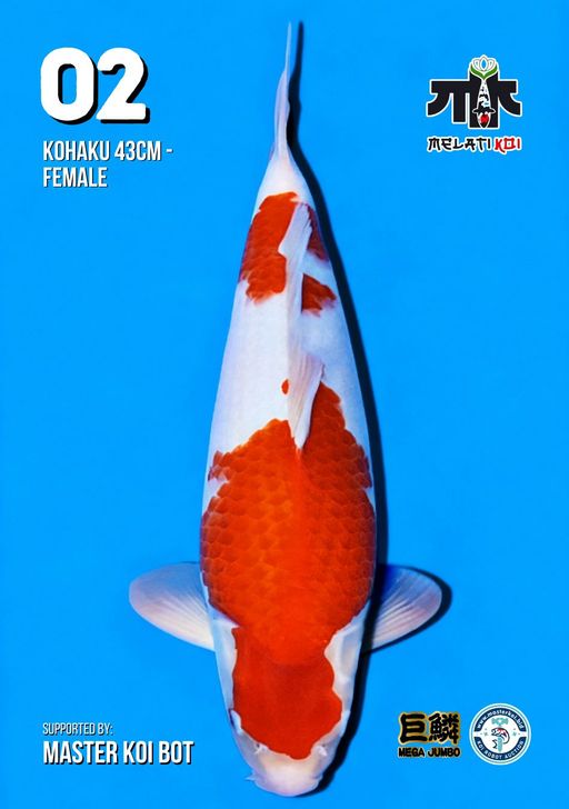 Lelang Koi Online, Jual Beli Ikan Koi, Pusat Jual Beli Koi, Info Lelang Koi Hari Ini, Platform Jual Beli Koi, Jual Beli Ikan Koi Online, Marketplace Ikan Koi, Jual Koi Terbaik, Tempat Beli Koi Berkualitas, Pasar Ikan Koi Online Terpercaya, Penjual Ikan Koi Terpercaya, Beli Koi Hias Online, Ikan Koi untuk Dijual, Koi Kualitas Terbaik, Toko Online Ikan Koi, Koi Hias Untuk Dijual, Jual Beli Ikan Koi Lokal, Koi Indonesia Online, Pusat Jual Beli Koi Terbesar
