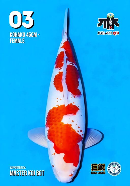 Lelang Koi Online, Jual Beli Ikan Koi, Pusat Jual Beli Koi, Info Lelang Koi Hari Ini, Platform Jual Beli Koi, Jual Beli Ikan Koi Online, Marketplace Ikan Koi, Jual Koi Terbaik, Tempat Beli Koi Berkualitas, Pasar Ikan Koi Online Terpercaya, Penjual Ikan Koi Terpercaya, Beli Koi Hias Online, Ikan Koi untuk Dijual, Koi Kualitas Terbaik, Toko Online Ikan Koi, Koi Hias Untuk Dijual, Jual Beli Ikan Koi Lokal, Koi Indonesia Online, Pusat Jual Beli Koi Terbesar