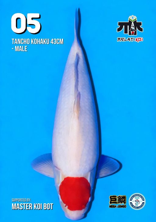 Lelang Koi Online, Jual Beli Ikan Koi, Pusat Jual Beli Koi, Info Lelang Koi Hari Ini, Platform Jual Beli Koi, Jual Beli Ikan Koi Online, Marketplace Ikan Koi, Jual Koi Terbaik, Tempat Beli Koi Berkualitas, Pasar Ikan Koi Online Terpercaya, Penjual Ikan Koi Terpercaya, Beli Koi Hias Online, Ikan Koi untuk Dijual, Koi Kualitas Terbaik, Toko Online Ikan Koi, Koi Hias Untuk Dijual, Jual Beli Ikan Koi Lokal, Koi Indonesia Online, Pusat Jual Beli Koi Terbesar
