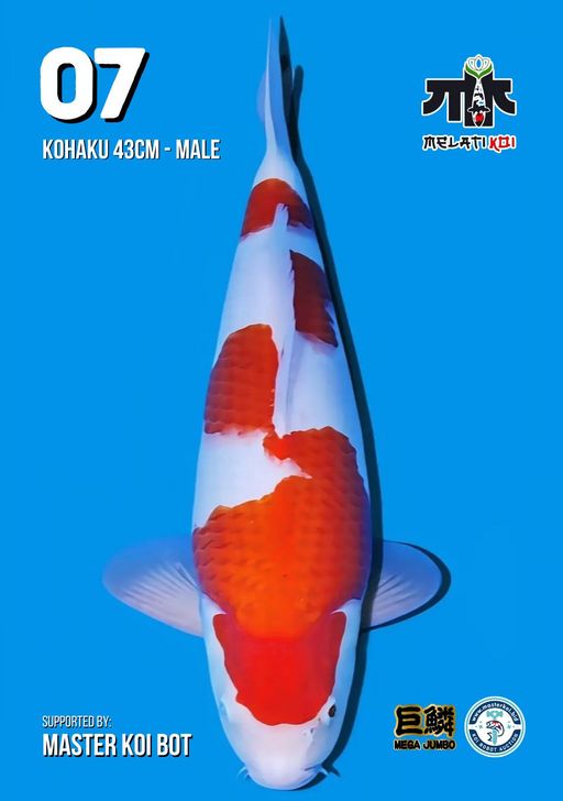Lelang Koi Online, Jual Beli Ikan Koi, Pusat Jual Beli Koi, Info Lelang Koi Hari Ini, Platform Jual Beli Koi, Jual Beli Ikan Koi Online, Marketplace Ikan Koi, Jual Koi Terbaik, Tempat Beli Koi Berkualitas, Pasar Ikan Koi Online Terpercaya, Penjual Ikan Koi Terpercaya, Beli Koi Hias Online, Ikan Koi untuk Dijual, Koi Kualitas Terbaik, Toko Online Ikan Koi, Koi Hias Untuk Dijual, Jual Beli Ikan Koi Lokal, Koi Indonesia Online, Pusat Jual Beli Koi Terbesar