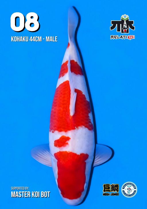 Lelang Koi Online, Jual Beli Ikan Koi, Pusat Jual Beli Koi, Info Lelang Koi Hari Ini, Platform Jual Beli Koi, Jual Beli Ikan Koi Online, Marketplace Ikan Koi, Jual Koi Terbaik, Tempat Beli Koi Berkualitas, Pasar Ikan Koi Online Terpercaya, Penjual Ikan Koi Terpercaya, Beli Koi Hias Online, Ikan Koi untuk Dijual, Koi Kualitas Terbaik, Toko Online Ikan Koi, Koi Hias Untuk Dijual, Jual Beli Ikan Koi Lokal, Koi Indonesia Online, Pusat Jual Beli Koi Terbesar