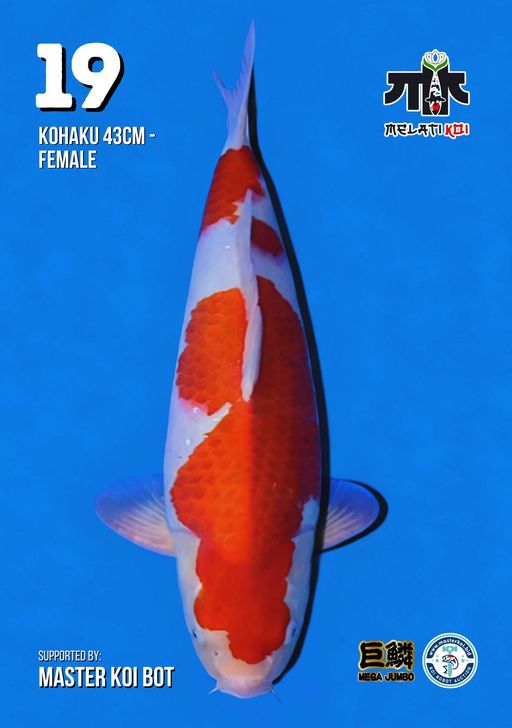 Lelang Koi Online, Jual Beli Ikan Koi, Pusat Jual Beli Koi, Info Lelang Koi Hari Ini, Platform Jual Beli Koi, Jual Beli Ikan Koi Online, Marketplace Ikan Koi, Jual Koi Terbaik, Tempat Beli Koi Berkualitas, Pasar Ikan Koi Online Terpercaya, Penjual Ikan Koi Terpercaya, Beli Koi Hias Online, Ikan Koi untuk Dijual, Koi Kualitas Terbaik, Toko Online Ikan Koi, Koi Hias Untuk Dijual, Jual Beli Ikan Koi Lokal, Koi Indonesia Online, Pusat Jual Beli Koi Terbesar