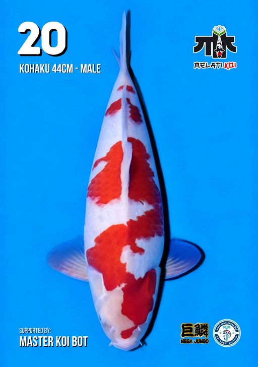 Lelang Koi Online, Jual Beli Ikan Koi, Pusat Jual Beli Koi, Info Lelang Koi Hari Ini, Platform Jual Beli Koi, Jual Beli Ikan Koi Online, Marketplace Ikan Koi, Jual Koi Terbaik, Tempat Beli Koi Berkualitas, Pasar Ikan Koi Online Terpercaya, Penjual Ikan Koi Terpercaya, Beli Koi Hias Online, Ikan Koi untuk Dijual, Koi Kualitas Terbaik, Toko Online Ikan Koi, Koi Hias Untuk Dijual, Jual Beli Ikan Koi Lokal, Koi Indonesia Online, Pusat Jual Beli Koi Terbesar