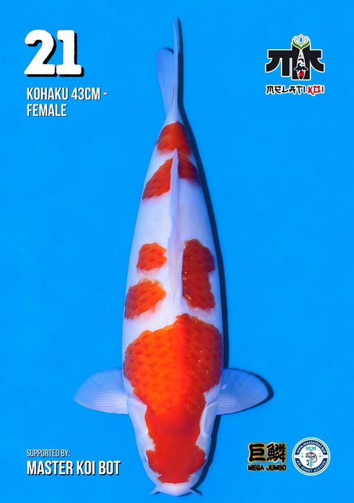 Lelang Koi Online, Jual Beli Ikan Koi, Pusat Jual Beli Koi, Info Lelang Koi Hari Ini, Platform Jual Beli Koi, Jual Beli Ikan Koi Online, Marketplace Ikan Koi, Jual Koi Terbaik, Tempat Beli Koi Berkualitas, Pasar Ikan Koi Online Terpercaya, Penjual Ikan Koi Terpercaya, Beli Koi Hias Online, Ikan Koi untuk Dijual, Koi Kualitas Terbaik, Toko Online Ikan Koi, Koi Hias Untuk Dijual, Jual Beli Ikan Koi Lokal, Koi Indonesia Online, Pusat Jual Beli Koi Terbesar