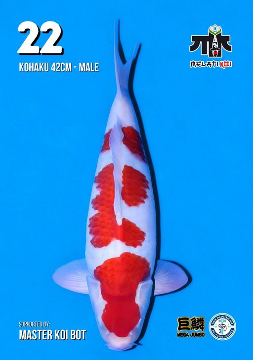 Lelang Koi Online, Jual Beli Ikan Koi, Pusat Jual Beli Koi, Info Lelang Koi Hari Ini, Platform Jual Beli Koi, Jual Beli Ikan Koi Online, Marketplace Ikan Koi, Jual Koi Terbaik, Tempat Beli Koi Berkualitas, Pasar Ikan Koi Online Terpercaya, Penjual Ikan Koi Terpercaya, Beli Koi Hias Online, Ikan Koi untuk Dijual, Koi Kualitas Terbaik, Toko Online Ikan Koi, Koi Hias Untuk Dijual, Jual Beli Ikan Koi Lokal, Koi Indonesia Online, Pusat Jual Beli Koi Terbesar