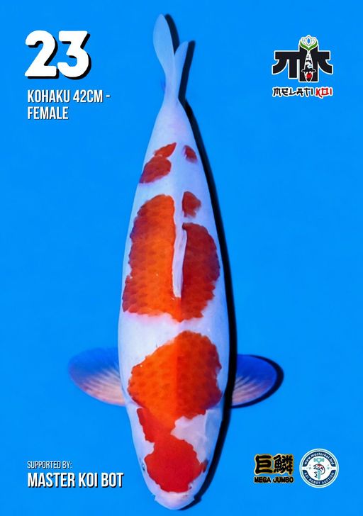 Lelang Koi Online, Jual Beli Ikan Koi, Pusat Jual Beli Koi, Info Lelang Koi Hari Ini, Platform Jual Beli Koi, Jual Beli Ikan Koi Online, Marketplace Ikan Koi, Jual Koi Terbaik, Tempat Beli Koi Berkualitas, Pasar Ikan Koi Online Terpercaya, Penjual Ikan Koi Terpercaya, Beli Koi Hias Online, Ikan Koi untuk Dijual, Koi Kualitas Terbaik, Toko Online Ikan Koi, Koi Hias Untuk Dijual, Jual Beli Ikan Koi Lokal, Koi Indonesia Online, Pusat Jual Beli Koi Terbesar