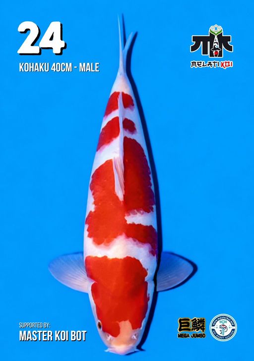 Lelang Koi Online, Jual Beli Ikan Koi, Pusat Jual Beli Koi, Info Lelang Koi Hari Ini, Platform Jual Beli Koi, Jual Beli Ikan Koi Online, Marketplace Ikan Koi, Jual Koi Terbaik, Tempat Beli Koi Berkualitas, Pasar Ikan Koi Online Terpercaya, Penjual Ikan Koi Terpercaya, Beli Koi Hias Online, Ikan Koi untuk Dijual, Koi Kualitas Terbaik, Toko Online Ikan Koi, Koi Hias Untuk Dijual, Jual Beli Ikan Koi Lokal, Koi Indonesia Online, Pusat Jual Beli Koi Terbesar