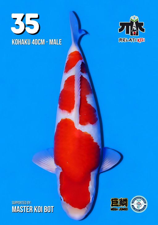Lelang Koi Online, Jual Beli Ikan Koi, Pusat Jual Beli Koi, Info Lelang Koi Hari Ini, Platform Jual Beli Koi, Jual Beli Ikan Koi Online, Marketplace Ikan Koi, Jual Koi Terbaik, Tempat Beli Koi Berkualitas, Pasar Ikan Koi Online Terpercaya, Penjual Ikan Koi Terpercaya, Beli Koi Hias Online, Ikan Koi untuk Dijual, Koi Kualitas Terbaik, Toko Online Ikan Koi, Koi Hias Untuk Dijual, Jual Beli Ikan Koi Lokal, Koi Indonesia Online, Pusat Jual Beli Koi Terbesar