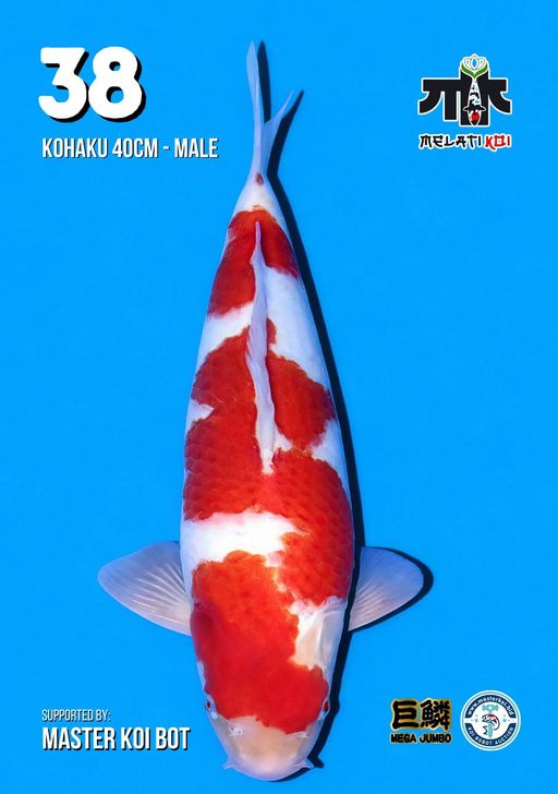 Lelang Koi Online, Jual Beli Ikan Koi, Pusat Jual Beli Koi, Info Lelang Koi Hari Ini, Platform Jual Beli Koi, Jual Beli Ikan Koi Online, Marketplace Ikan Koi, Jual Koi Terbaik, Tempat Beli Koi Berkualitas, Pasar Ikan Koi Online Terpercaya, Penjual Ikan Koi Terpercaya, Beli Koi Hias Online, Ikan Koi untuk Dijual, Koi Kualitas Terbaik, Toko Online Ikan Koi, Koi Hias Untuk Dijual, Jual Beli Ikan Koi Lokal, Koi Indonesia Online, Pusat Jual Beli Koi Terbesar
