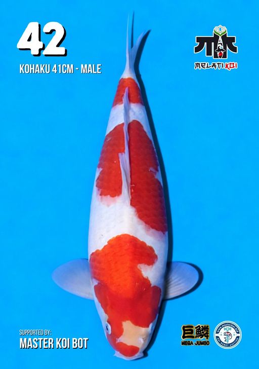 Lelang Koi Online, Jual Beli Ikan Koi, Pusat Jual Beli Koi, Info Lelang Koi Hari Ini, Platform Jual Beli Koi, Jual Beli Ikan Koi Online, Marketplace Ikan Koi, Jual Koi Terbaik, Tempat Beli Koi Berkualitas, Pasar Ikan Koi Online Terpercaya, Penjual Ikan Koi Terpercaya, Beli Koi Hias Online, Ikan Koi untuk Dijual, Koi Kualitas Terbaik, Toko Online Ikan Koi, Koi Hias Untuk Dijual, Jual Beli Ikan Koi Lokal, Koi Indonesia Online, Pusat Jual Beli Koi Terbesar