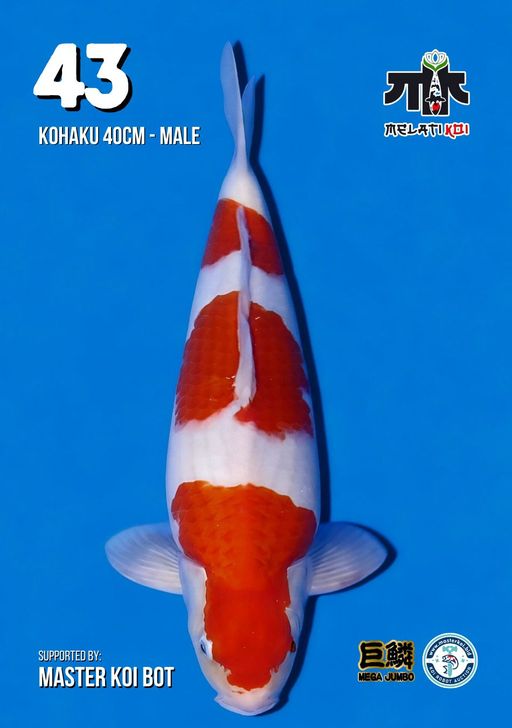 Lelang Koi Online, Jual Beli Ikan Koi, Pusat Jual Beli Koi, Info Lelang Koi Hari Ini, Platform Jual Beli Koi, Jual Beli Ikan Koi Online, Marketplace Ikan Koi, Jual Koi Terbaik, Tempat Beli Koi Berkualitas, Pasar Ikan Koi Online Terpercaya, Penjual Ikan Koi Terpercaya, Beli Koi Hias Online, Ikan Koi untuk Dijual, Koi Kualitas Terbaik, Toko Online Ikan Koi, Koi Hias Untuk Dijual, Jual Beli Ikan Koi Lokal, Koi Indonesia Online, Pusat Jual Beli Koi Terbesar