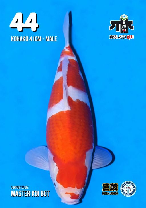 Lelang Koi Online, Jual Beli Ikan Koi, Pusat Jual Beli Koi, Info Lelang Koi Hari Ini, Platform Jual Beli Koi, Jual Beli Ikan Koi Online, Marketplace Ikan Koi, Jual Koi Terbaik, Tempat Beli Koi Berkualitas, Pasar Ikan Koi Online Terpercaya, Penjual Ikan Koi Terpercaya, Beli Koi Hias Online, Ikan Koi untuk Dijual, Koi Kualitas Terbaik, Toko Online Ikan Koi, Koi Hias Untuk Dijual, Jual Beli Ikan Koi Lokal, Koi Indonesia Online, Pusat Jual Beli Koi Terbesar