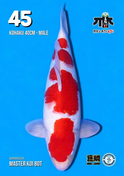 Lelang Koi Online, Jual Beli Ikan Koi, Pusat Jual Beli Koi, Info Lelang Koi Hari Ini, Platform Jual Beli Koi, Jual Beli Ikan Koi Online, Marketplace Ikan Koi, Jual Koi Terbaik, Tempat Beli Koi Berkualitas, Pasar Ikan Koi Online Terpercaya, Penjual Ikan Koi Terpercaya, Beli Koi Hias Online, Ikan Koi untuk Dijual, Koi Kualitas Terbaik, Toko Online Ikan Koi, Koi Hias Untuk Dijual, Jual Beli Ikan Koi Lokal, Koi Indonesia Online, Pusat Jual Beli Koi Terbesar
