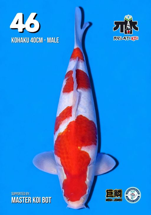 Lelang Koi Online, Jual Beli Ikan Koi, Pusat Jual Beli Koi, Info Lelang Koi Hari Ini, Platform Jual Beli Koi, Jual Beli Ikan Koi Online, Marketplace Ikan Koi, Jual Koi Terbaik, Tempat Beli Koi Berkualitas, Pasar Ikan Koi Online Terpercaya, Penjual Ikan Koi Terpercaya, Beli Koi Hias Online, Ikan Koi untuk Dijual, Koi Kualitas Terbaik, Toko Online Ikan Koi, Koi Hias Untuk Dijual, Jual Beli Ikan Koi Lokal, Koi Indonesia Online, Pusat Jual Beli Koi Terbesar