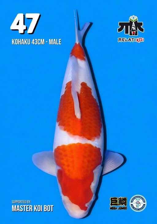 Lelang Koi Online, Jual Beli Ikan Koi, Pusat Jual Beli Koi, Info Lelang Koi Hari Ini, Platform Jual Beli Koi, Jual Beli Ikan Koi Online, Marketplace Ikan Koi, Jual Koi Terbaik, Tempat Beli Koi Berkualitas, Pasar Ikan Koi Online Terpercaya, Penjual Ikan Koi Terpercaya, Beli Koi Hias Online, Ikan Koi untuk Dijual, Koi Kualitas Terbaik, Toko Online Ikan Koi, Koi Hias Untuk Dijual, Jual Beli Ikan Koi Lokal, Koi Indonesia Online, Pusat Jual Beli Koi Terbesar