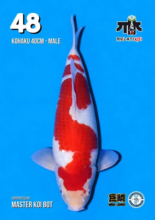 Lelang Koi Online, Jual Beli Ikan Koi, Pusat Jual Beli Koi, Info Lelang Koi Hari Ini, Platform Jual Beli Koi, Jual Beli Ikan Koi Online, Marketplace Ikan Koi, Jual Koi Terbaik, Tempat Beli Koi Berkualitas, Pasar Ikan Koi Online Terpercaya, Penjual Ikan Koi Terpercaya, Beli Koi Hias Online, Ikan Koi untuk Dijual, Koi Kualitas Terbaik, Toko Online Ikan Koi, Koi Hias Untuk Dijual, Jual Beli Ikan Koi Lokal, Koi Indonesia Online, Pusat Jual Beli Koi Terbesar