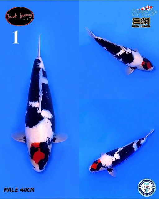 Lelang Koi Online, Jual Beli Ikan Koi, Pusat Jual Beli Koi, Info Lelang Koi Hari Ini, Platform Jual Beli Koi, Jual Beli Ikan Koi Online, Marketplace Ikan Koi, Jual Koi Terbaik, Tempat Beli Koi Berkualitas, Pasar Ikan Koi Online Terpercaya, Penjual Ikan Koi Terpercaya, Beli Koi Hias Online, Ikan Koi untuk Dijual, Koi Kualitas Terbaik, Toko Online Ikan Koi, Koi Hias Untuk Dijual, Jual Beli Ikan Koi Lokal, Koi Indonesia Online, Pusat Jual Beli Koi Terbesar