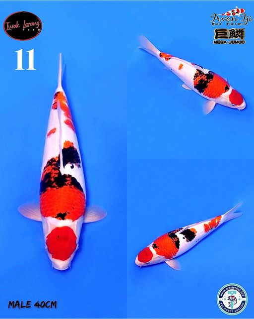 Lelang Koi Online, Jual Beli Ikan Koi, Pusat Jual Beli Koi, Info Lelang Koi Hari Ini, Platform Jual Beli Koi, Jual Beli Ikan Koi Online, Marketplace Ikan Koi, Jual Koi Terbaik, Tempat Beli Koi Berkualitas, Pasar Ikan Koi Online Terpercaya, Penjual Ikan Koi Terpercaya, Beli Koi Hias Online, Ikan Koi untuk Dijual, Koi Kualitas Terbaik, Toko Online Ikan Koi, Koi Hias Untuk Dijual, Jual Beli Ikan Koi Lokal, Koi Indonesia Online, Pusat Jual Beli Koi Terbesar