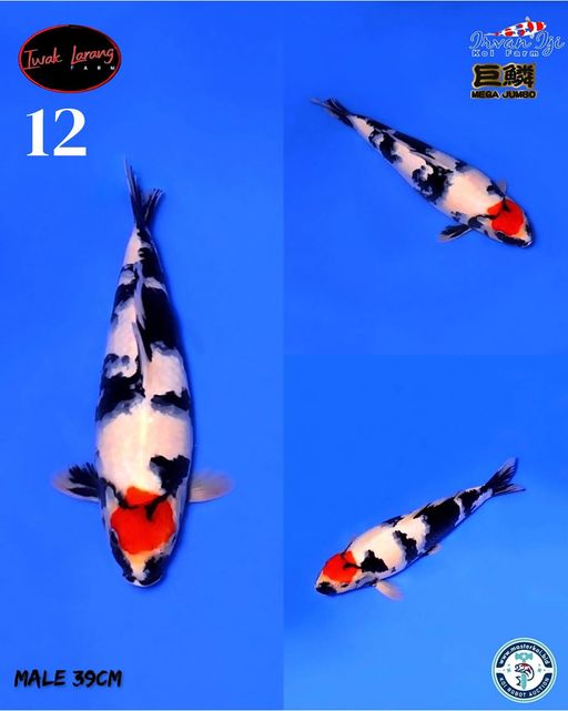 Lelang Koi Online, Jual Beli Ikan Koi, Pusat Jual Beli Koi, Info Lelang Koi Hari Ini, Platform Jual Beli Koi, Jual Beli Ikan Koi Online, Marketplace Ikan Koi, Jual Koi Terbaik, Tempat Beli Koi Berkualitas, Pasar Ikan Koi Online Terpercaya, Penjual Ikan Koi Terpercaya, Beli Koi Hias Online, Ikan Koi untuk Dijual, Koi Kualitas Terbaik, Toko Online Ikan Koi, Koi Hias Untuk Dijual, Jual Beli Ikan Koi Lokal, Koi Indonesia Online, Pusat Jual Beli Koi Terbesar