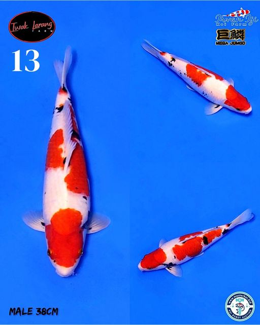 Lelang Koi Online, Jual Beli Ikan Koi, Pusat Jual Beli Koi, Info Lelang Koi Hari Ini, Platform Jual Beli Koi, Jual Beli Ikan Koi Online, Marketplace Ikan Koi, Jual Koi Terbaik, Tempat Beli Koi Berkualitas, Pasar Ikan Koi Online Terpercaya, Penjual Ikan Koi Terpercaya, Beli Koi Hias Online, Ikan Koi untuk Dijual, Koi Kualitas Terbaik, Toko Online Ikan Koi, Koi Hias Untuk Dijual, Jual Beli Ikan Koi Lokal, Koi Indonesia Online, Pusat Jual Beli Koi Terbesar