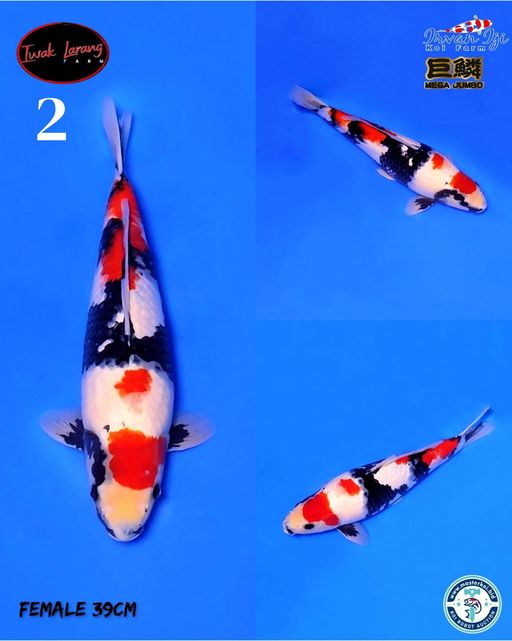 Lelang Koi Online, Jual Beli Ikan Koi, Pusat Jual Beli Koi, Info Lelang Koi Hari Ini, Platform Jual Beli Koi, Jual Beli Ikan Koi Online, Marketplace Ikan Koi, Jual Koi Terbaik, Tempat Beli Koi Berkualitas, Pasar Ikan Koi Online Terpercaya, Penjual Ikan Koi Terpercaya, Beli Koi Hias Online, Ikan Koi untuk Dijual, Koi Kualitas Terbaik, Toko Online Ikan Koi, Koi Hias Untuk Dijual, Jual Beli Ikan Koi Lokal, Koi Indonesia Online, Pusat Jual Beli Koi Terbesar