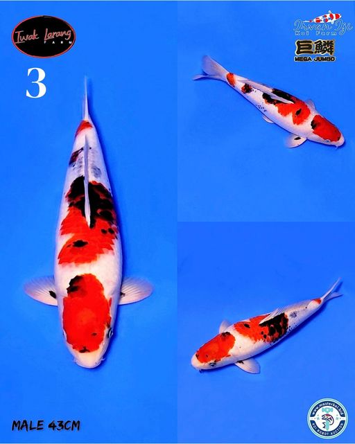 Lelang Koi Online, Jual Beli Ikan Koi, Pusat Jual Beli Koi, Info Lelang Koi Hari Ini, Platform Jual Beli Koi, Jual Beli Ikan Koi Online, Marketplace Ikan Koi, Jual Koi Terbaik, Tempat Beli Koi Berkualitas, Pasar Ikan Koi Online Terpercaya, Penjual Ikan Koi Terpercaya, Beli Koi Hias Online, Ikan Koi untuk Dijual, Koi Kualitas Terbaik, Toko Online Ikan Koi, Koi Hias Untuk Dijual, Jual Beli Ikan Koi Lokal, Koi Indonesia Online, Pusat Jual Beli Koi Terbesar