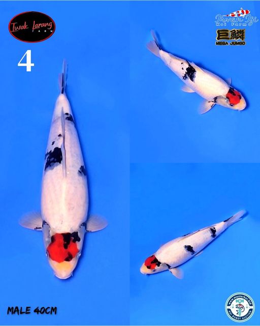 Lelang Koi Online, Jual Beli Ikan Koi, Pusat Jual Beli Koi, Info Lelang Koi Hari Ini, Platform Jual Beli Koi, Jual Beli Ikan Koi Online, Marketplace Ikan Koi, Jual Koi Terbaik, Tempat Beli Koi Berkualitas, Pasar Ikan Koi Online Terpercaya, Penjual Ikan Koi Terpercaya, Beli Koi Hias Online, Ikan Koi untuk Dijual, Koi Kualitas Terbaik, Toko Online Ikan Koi, Koi Hias Untuk Dijual, Jual Beli Ikan Koi Lokal, Koi Indonesia Online, Pusat Jual Beli Koi Terbesar