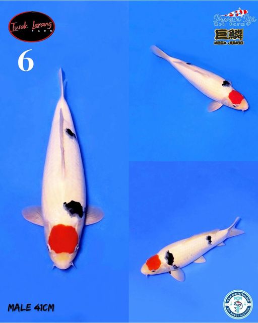 Lelang Koi Online, Jual Beli Ikan Koi, Pusat Jual Beli Koi, Info Lelang Koi Hari Ini, Platform Jual Beli Koi, Jual Beli Ikan Koi Online, Marketplace Ikan Koi, Jual Koi Terbaik, Tempat Beli Koi Berkualitas, Pasar Ikan Koi Online Terpercaya, Penjual Ikan Koi Terpercaya, Beli Koi Hias Online, Ikan Koi untuk Dijual, Koi Kualitas Terbaik, Toko Online Ikan Koi, Koi Hias Untuk Dijual, Jual Beli Ikan Koi Lokal, Koi Indonesia Online, Pusat Jual Beli Koi Terbesar