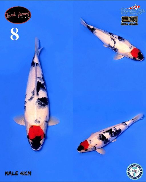 Lelang Koi Online, Jual Beli Ikan Koi, Pusat Jual Beli Koi, Info Lelang Koi Hari Ini, Platform Jual Beli Koi, Jual Beli Ikan Koi Online, Marketplace Ikan Koi, Jual Koi Terbaik, Tempat Beli Koi Berkualitas, Pasar Ikan Koi Online Terpercaya, Penjual Ikan Koi Terpercaya, Beli Koi Hias Online, Ikan Koi untuk Dijual, Koi Kualitas Terbaik, Toko Online Ikan Koi, Koi Hias Untuk Dijual, Jual Beli Ikan Koi Lokal, Koi Indonesia Online, Pusat Jual Beli Koi Terbesar