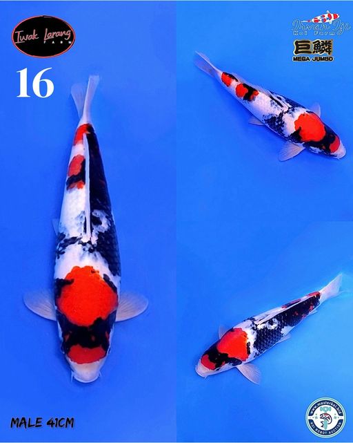 Lelang Koi Online, Jual Beli Ikan Koi, Pusat Jual Beli Koi, Info Lelang Koi Hari Ini, Platform Jual Beli Koi, Jual Beli Ikan Koi Online, Marketplace Ikan Koi, Jual Koi Terbaik, Tempat Beli Koi Berkualitas, Pasar Ikan Koi Online Terpercaya, Penjual Ikan Koi Terpercaya, Beli Koi Hias Online, Ikan Koi untuk Dijual, Koi Kualitas Terbaik, Toko Online Ikan Koi, Koi Hias Untuk Dijual, Jual Beli Ikan Koi Lokal, Koi Indonesia Online, Pusat Jual Beli Koi Terbesar