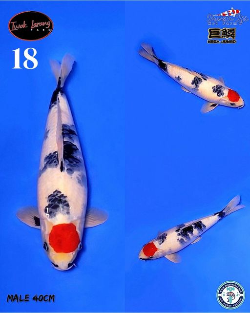 Lelang Koi Online, Jual Beli Ikan Koi, Pusat Jual Beli Koi, Info Lelang Koi Hari Ini, Platform Jual Beli Koi, Jual Beli Ikan Koi Online, Marketplace Ikan Koi, Jual Koi Terbaik, Tempat Beli Koi Berkualitas, Pasar Ikan Koi Online Terpercaya, Penjual Ikan Koi Terpercaya, Beli Koi Hias Online, Ikan Koi untuk Dijual, Koi Kualitas Terbaik, Toko Online Ikan Koi, Koi Hias Untuk Dijual, Jual Beli Ikan Koi Lokal, Koi Indonesia Online, Pusat Jual Beli Koi Terbesar