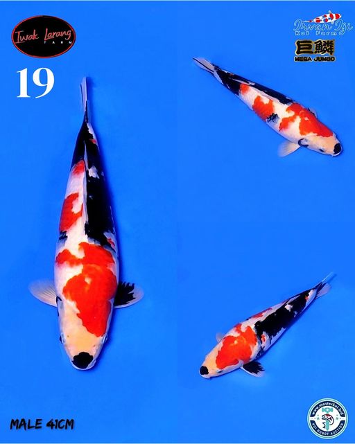 Lelang Koi Online, Jual Beli Ikan Koi, Pusat Jual Beli Koi, Info Lelang Koi Hari Ini, Platform Jual Beli Koi, Jual Beli Ikan Koi Online, Marketplace Ikan Koi, Jual Koi Terbaik, Tempat Beli Koi Berkualitas, Pasar Ikan Koi Online Terpercaya, Penjual Ikan Koi Terpercaya, Beli Koi Hias Online, Ikan Koi untuk Dijual, Koi Kualitas Terbaik, Toko Online Ikan Koi, Koi Hias Untuk Dijual, Jual Beli Ikan Koi Lokal, Koi Indonesia Online, Pusat Jual Beli Koi Terbesar