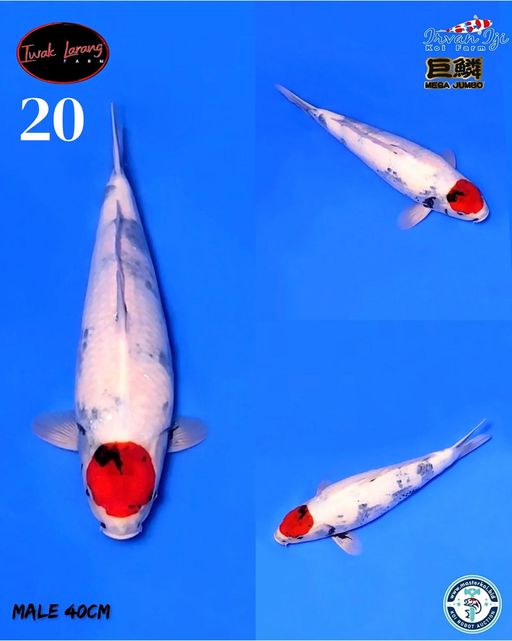 Lelang Koi Online, Jual Beli Ikan Koi, Pusat Jual Beli Koi, Info Lelang Koi Hari Ini, Platform Jual Beli Koi, Jual Beli Ikan Koi Online, Marketplace Ikan Koi, Jual Koi Terbaik, Tempat Beli Koi Berkualitas, Pasar Ikan Koi Online Terpercaya, Penjual Ikan Koi Terpercaya, Beli Koi Hias Online, Ikan Koi untuk Dijual, Koi Kualitas Terbaik, Toko Online Ikan Koi, Koi Hias Untuk Dijual, Jual Beli Ikan Koi Lokal, Koi Indonesia Online, Pusat Jual Beli Koi Terbesar