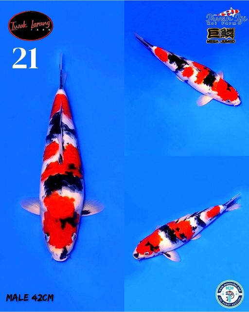 Lelang Koi Online, Jual Beli Ikan Koi, Pusat Jual Beli Koi, Info Lelang Koi Hari Ini, Platform Jual Beli Koi, Jual Beli Ikan Koi Online, Marketplace Ikan Koi, Jual Koi Terbaik, Tempat Beli Koi Berkualitas, Pasar Ikan Koi Online Terpercaya, Penjual Ikan Koi Terpercaya, Beli Koi Hias Online, Ikan Koi untuk Dijual, Koi Kualitas Terbaik, Toko Online Ikan Koi, Koi Hias Untuk Dijual, Jual Beli Ikan Koi Lokal, Koi Indonesia Online, Pusat Jual Beli Koi Terbesar