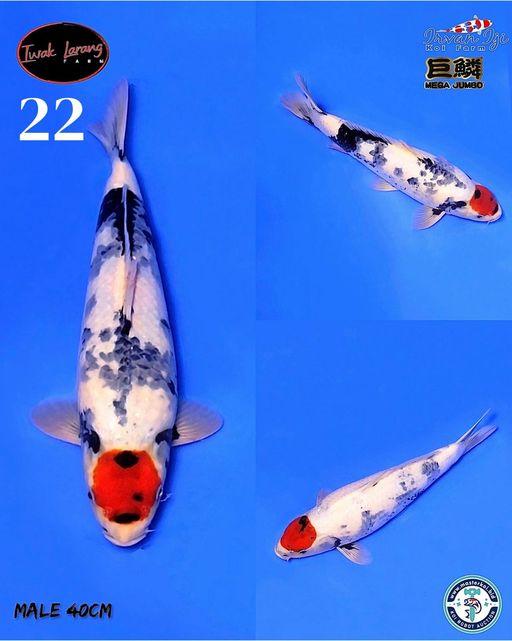 Lelang Koi Online, Jual Beli Ikan Koi, Pusat Jual Beli Koi, Info Lelang Koi Hari Ini, Platform Jual Beli Koi, Jual Beli Ikan Koi Online, Marketplace Ikan Koi, Jual Koi Terbaik, Tempat Beli Koi Berkualitas, Pasar Ikan Koi Online Terpercaya, Penjual Ikan Koi Terpercaya, Beli Koi Hias Online, Ikan Koi untuk Dijual, Koi Kualitas Terbaik, Toko Online Ikan Koi, Koi Hias Untuk Dijual, Jual Beli Ikan Koi Lokal, Koi Indonesia Online, Pusat Jual Beli Koi Terbesar
