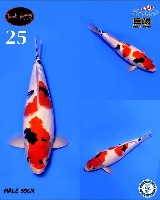 Lelang Koi Online, Jual Beli Ikan Koi, Pusat Jual Beli Koi, Info Lelang Koi Hari Ini, Platform Jual Beli Koi, Jual Beli Ikan Koi Online, Marketplace Ikan Koi, Jual Koi Terbaik, Tempat Beli Koi Berkualitas, Pasar Ikan Koi Online Terpercaya, Penjual Ikan Koi Terpercaya, Beli Koi Hias Online, Ikan Koi untuk Dijual, Koi Kualitas Terbaik, Toko Online Ikan Koi, Koi Hias Untuk Dijual, Jual Beli Ikan Koi Lokal, Koi Indonesia Online, Pusat Jual Beli Koi Terbesar