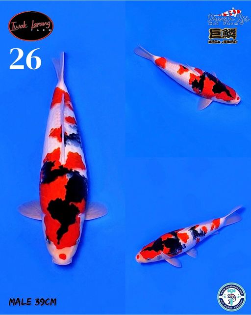 Lelang Koi Online, Jual Beli Ikan Koi, Pusat Jual Beli Koi, Info Lelang Koi Hari Ini, Platform Jual Beli Koi, Jual Beli Ikan Koi Online, Marketplace Ikan Koi, Jual Koi Terbaik, Tempat Beli Koi Berkualitas, Pasar Ikan Koi Online Terpercaya, Penjual Ikan Koi Terpercaya, Beli Koi Hias Online, Ikan Koi untuk Dijual, Koi Kualitas Terbaik, Toko Online Ikan Koi, Koi Hias Untuk Dijual, Jual Beli Ikan Koi Lokal, Koi Indonesia Online, Pusat Jual Beli Koi Terbesar