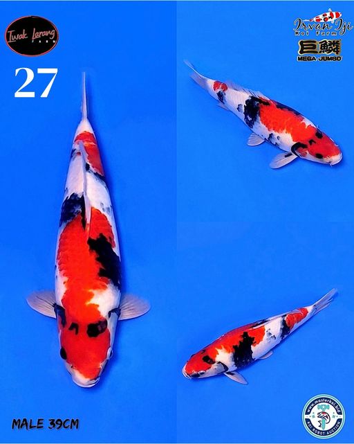 Lelang Koi Online, Jual Beli Ikan Koi, Pusat Jual Beli Koi, Info Lelang Koi Hari Ini, Platform Jual Beli Koi, Jual Beli Ikan Koi Online, Marketplace Ikan Koi, Jual Koi Terbaik, Tempat Beli Koi Berkualitas, Pasar Ikan Koi Online Terpercaya, Penjual Ikan Koi Terpercaya, Beli Koi Hias Online, Ikan Koi untuk Dijual, Koi Kualitas Terbaik, Toko Online Ikan Koi, Koi Hias Untuk Dijual, Jual Beli Ikan Koi Lokal, Koi Indonesia Online, Pusat Jual Beli Koi Terbesar