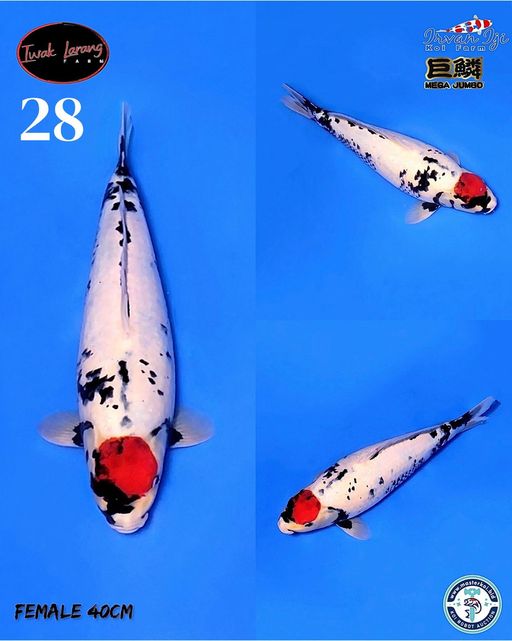 Lelang Koi Online, Jual Beli Ikan Koi, Pusat Jual Beli Koi, Info Lelang Koi Hari Ini, Platform Jual Beli Koi, Jual Beli Ikan Koi Online, Marketplace Ikan Koi, Jual Koi Terbaik, Tempat Beli Koi Berkualitas, Pasar Ikan Koi Online Terpercaya, Penjual Ikan Koi Terpercaya, Beli Koi Hias Online, Ikan Koi untuk Dijual, Koi Kualitas Terbaik, Toko Online Ikan Koi, Koi Hias Untuk Dijual, Jual Beli Ikan Koi Lokal, Koi Indonesia Online, Pusat Jual Beli Koi Terbesar
