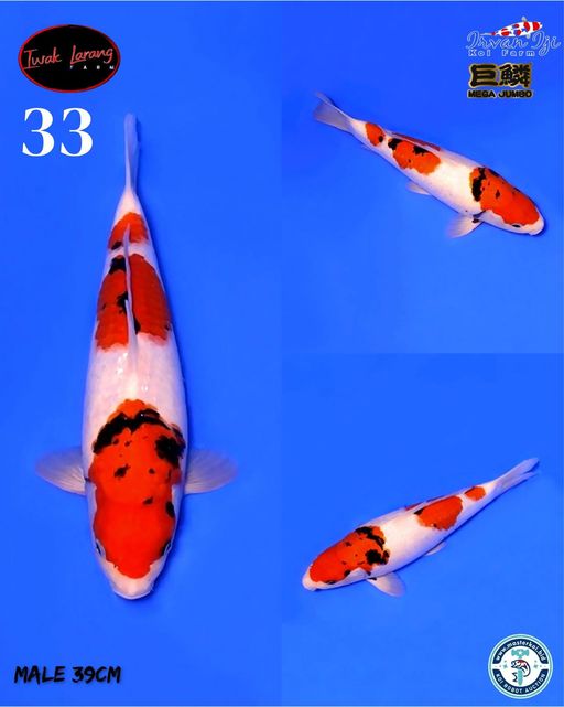 Lelang Koi Online, Jual Beli Ikan Koi, Pusat Jual Beli Koi, Info Lelang Koi Hari Ini, Platform Jual Beli Koi, Jual Beli Ikan Koi Online, Marketplace Ikan Koi, Jual Koi Terbaik, Tempat Beli Koi Berkualitas, Pasar Ikan Koi Online Terpercaya, Penjual Ikan Koi Terpercaya, Beli Koi Hias Online, Ikan Koi untuk Dijual, Koi Kualitas Terbaik, Toko Online Ikan Koi, Koi Hias Untuk Dijual, Jual Beli Ikan Koi Lokal, Koi Indonesia Online, Pusat Jual Beli Koi Terbesar