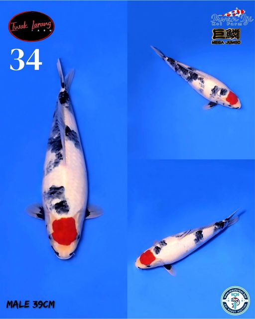 Lelang Koi Online, Jual Beli Ikan Koi, Pusat Jual Beli Koi, Info Lelang Koi Hari Ini, Platform Jual Beli Koi, Jual Beli Ikan Koi Online, Marketplace Ikan Koi, Jual Koi Terbaik, Tempat Beli Koi Berkualitas, Pasar Ikan Koi Online Terpercaya, Penjual Ikan Koi Terpercaya, Beli Koi Hias Online, Ikan Koi untuk Dijual, Koi Kualitas Terbaik, Toko Online Ikan Koi, Koi Hias Untuk Dijual, Jual Beli Ikan Koi Lokal, Koi Indonesia Online, Pusat Jual Beli Koi Terbesar